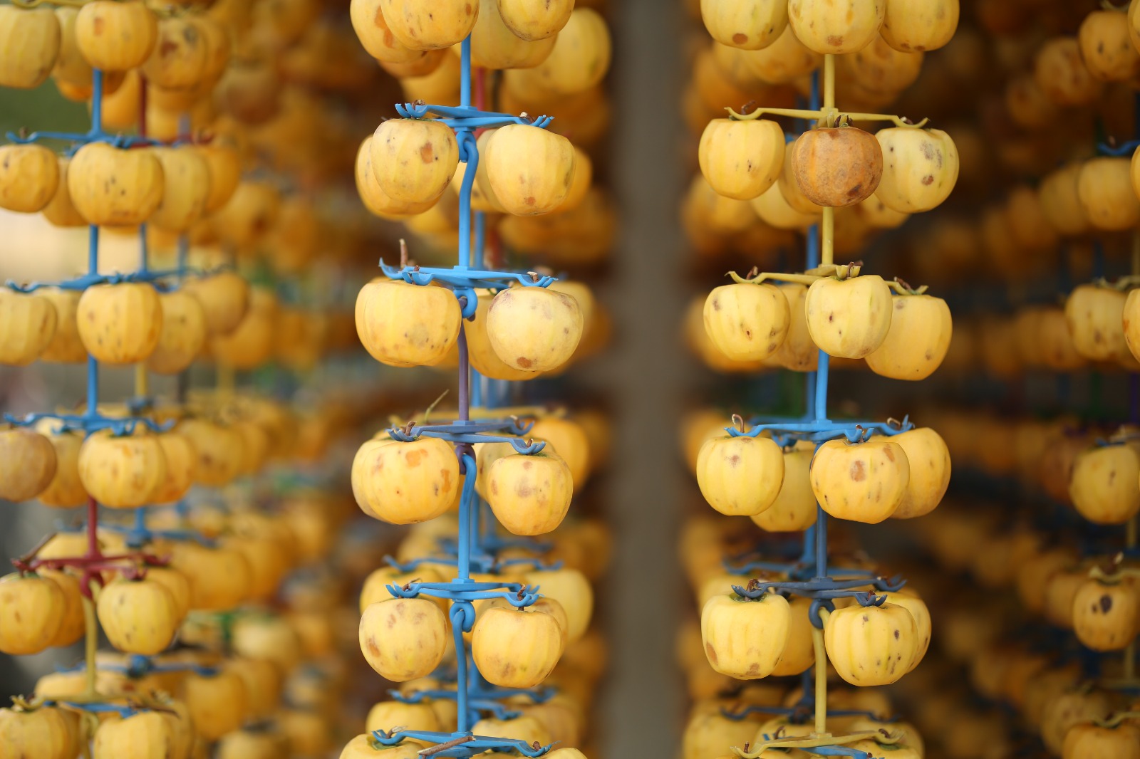 Dry Persimmon 1